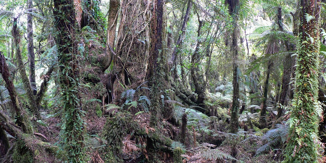 12.31- La foret humide pres de Haast.JPG